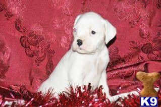 Puppies in PA